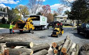 Best Tree Maintenance Programs  in Centreville, MD