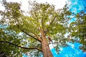 Best Lawn Maintenance Plans  in Centreville, MD