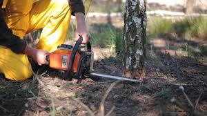 Best Stump Grinding and Removal  in Centreville, MD