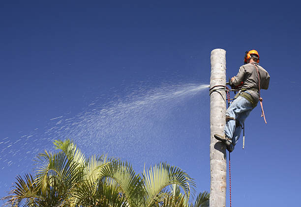Best Hazardous Tree Removal  in Centreville, MD