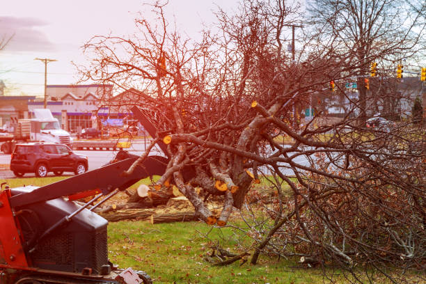 Best Emergency Tree Removal  in Centreville, MD