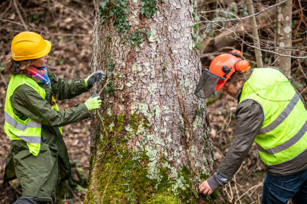 Best Tree Trimming and Pruning  in Centreville, MD