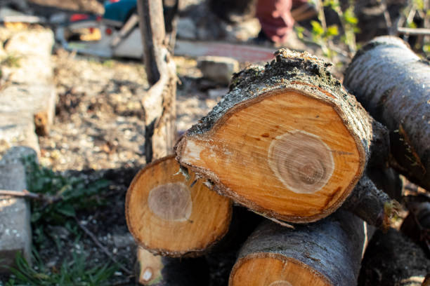 How Our Tree Care Process Works  in  Centreville, MD