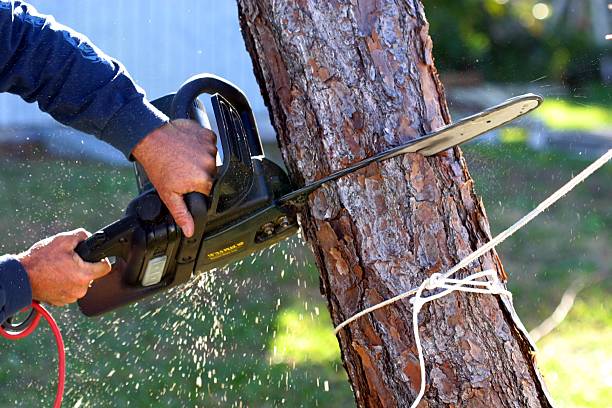Best Tree Preservation Services  in Centreville, MD