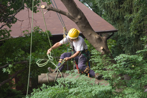 Best Tree Removal  in Centreville, MD