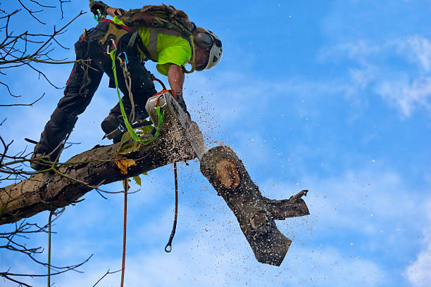 Best Pest Control for Lawns  in Centreville, MD